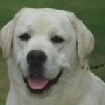 Integrity Farm Labrador Retriever Pups- Integritys Allie Ash