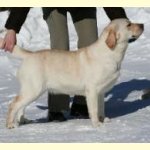 Integrity Farm Labrador Retriever Pups- ABBYS MOM